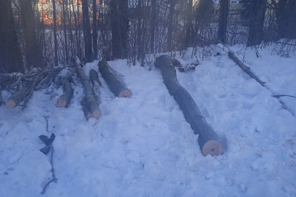 V OBRAZOCH: Kalamitný stav drevín v Banskej Bystrici