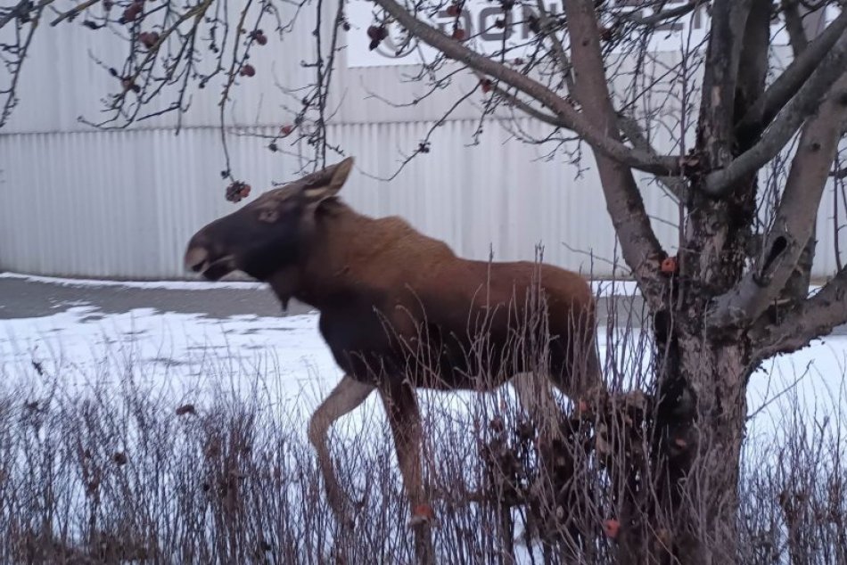 Po východoslovenskom meste pobehuje LOS
