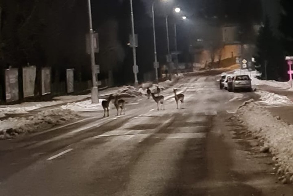 V OBRAZOCH: Lesná zver sa vybrala na Fončordu