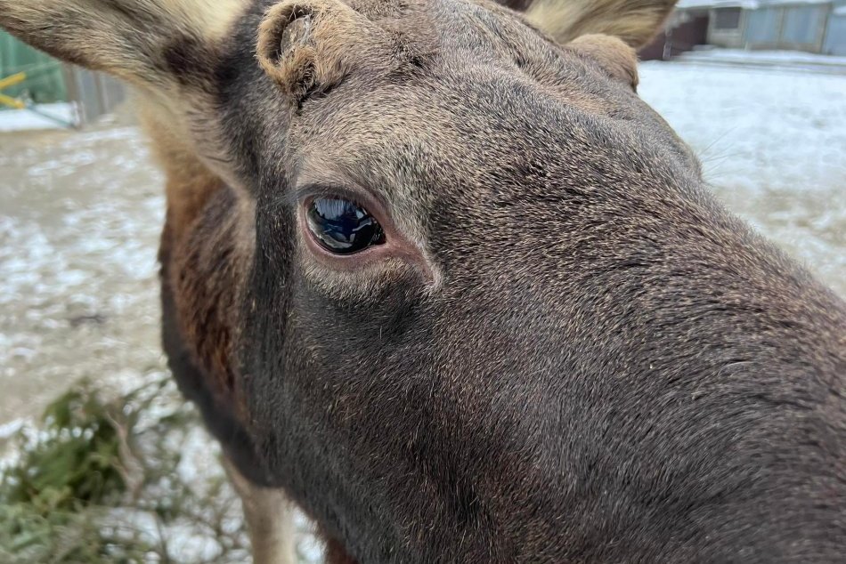 Aktuálne fotky losa po odchytení