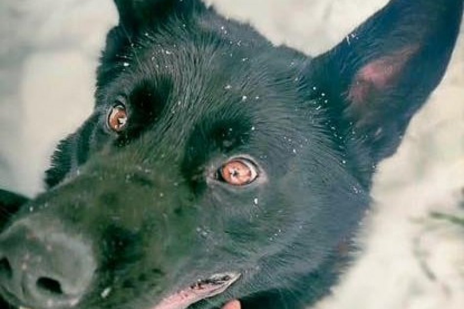 Psovod Erik a Persseus