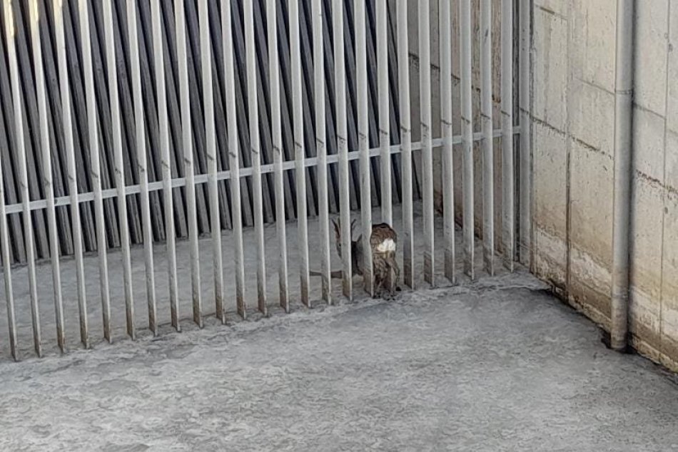 V OBRAZOCH: Záchran uviaznutého srnca