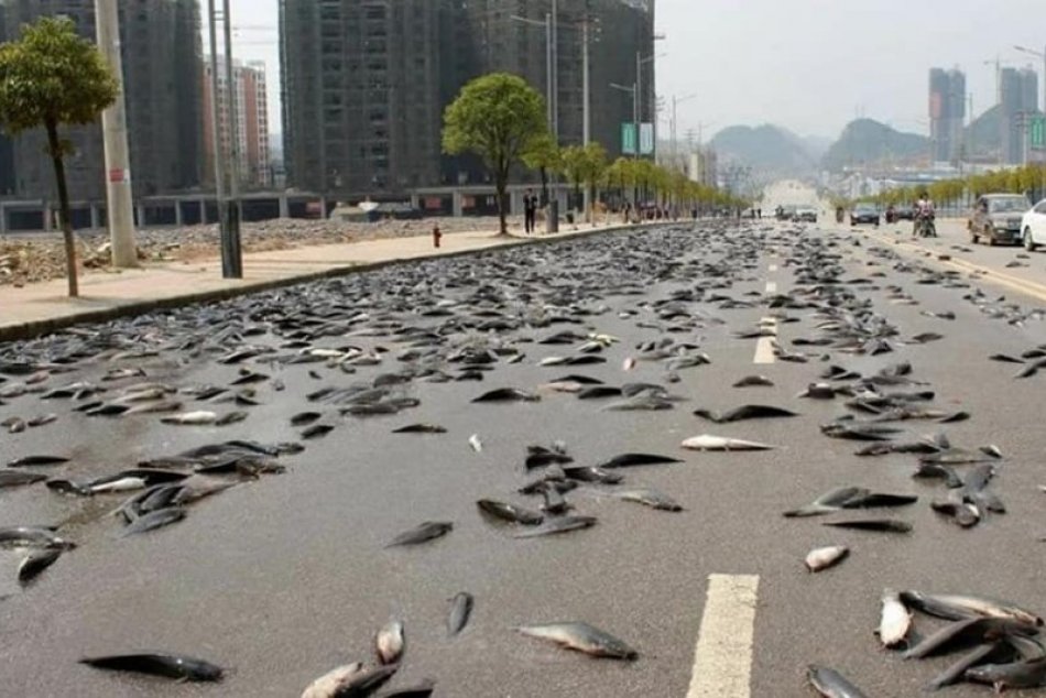 V Austrálskej púšti padali z neba ryby