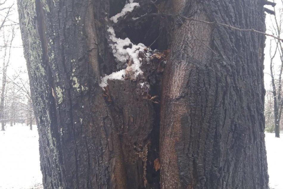 V OBRAZOCH: V mestskom parku budú odstránené vyschnuté a poškodené stromy