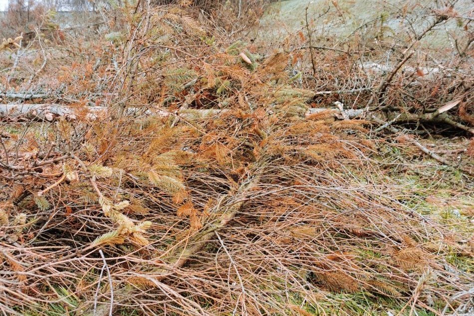 V OBRAZOCH: Zvolenské parky napadol lykožrút