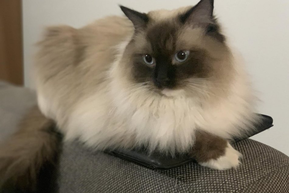 Igor Matovič a jeho mačky