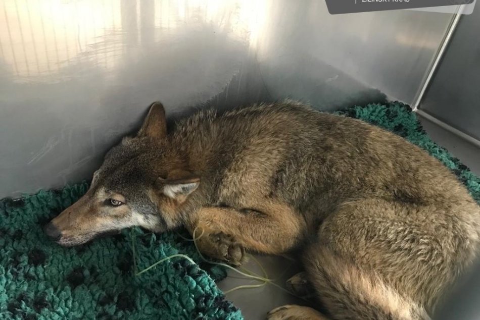 Policajti zachránili zranenú gravidnú vlčicu