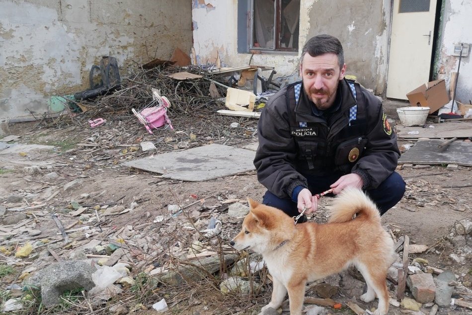 V OBRAZOCH: Odchyt túlavých psov vo Zvolene