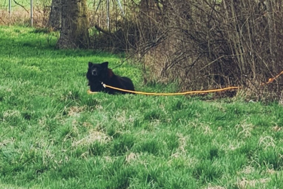 V OBRAZOCH: Dôvodom zrážky 3 áut na R1 bol pes