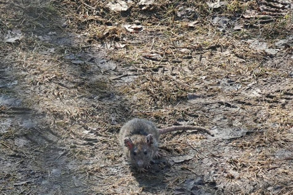 V OBRAZOCH: Celomestská deratizácia v Bystrici