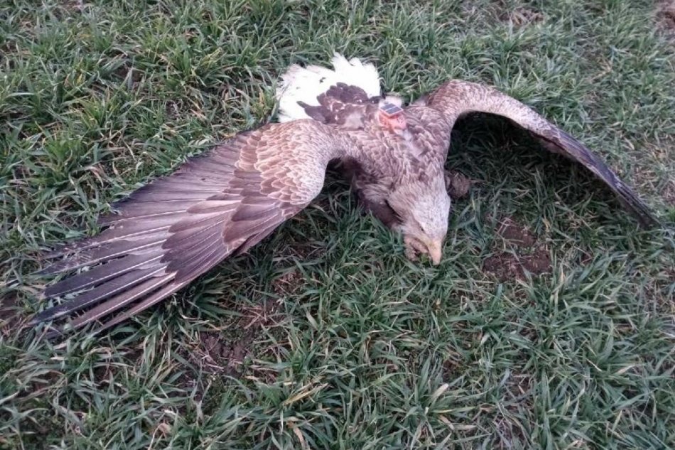 Polícia upozorňuje na riziko výskytu otrávených návnad