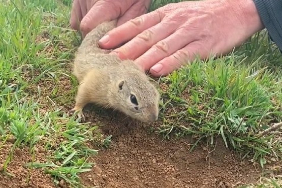 Odchyt sysľov kúsok od letiska