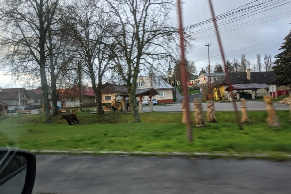 V OBRAZOCH: Po Sielnici sa prechádzal medveď