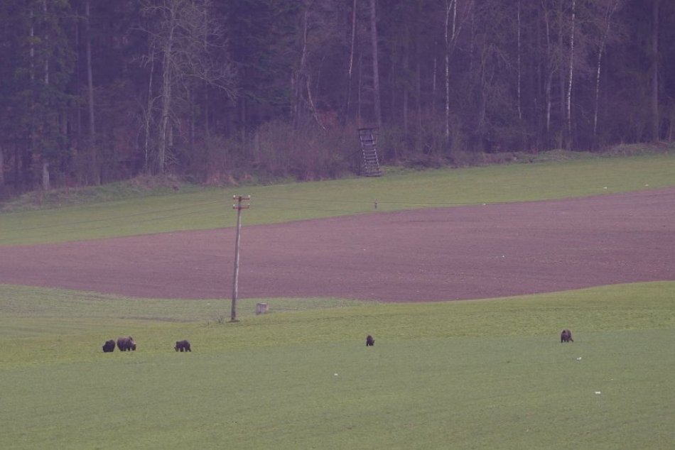 Medvede sa pasú pri Hrochoti