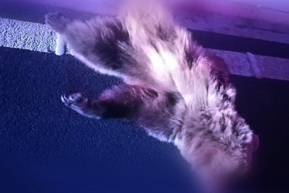 Na rýchlostnej ceste vyhasol život medveďa