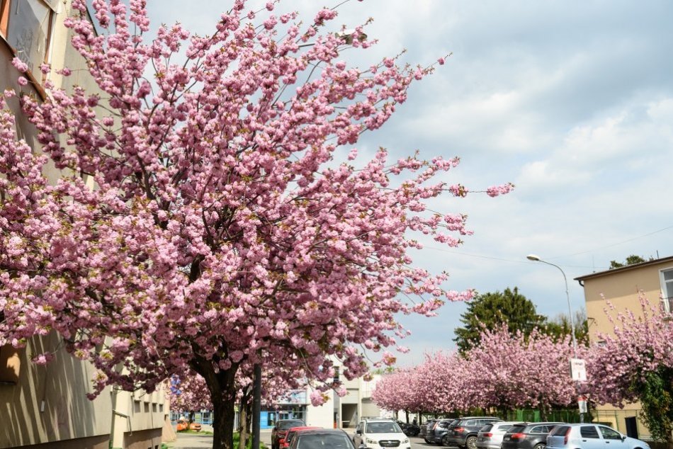 Rozkvitnuté sakury na Fraňa Mojtu v Nitre