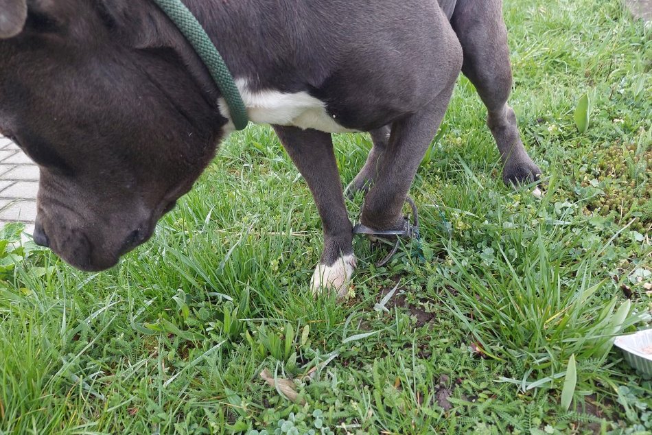 Psa zranil nelegálny klepec