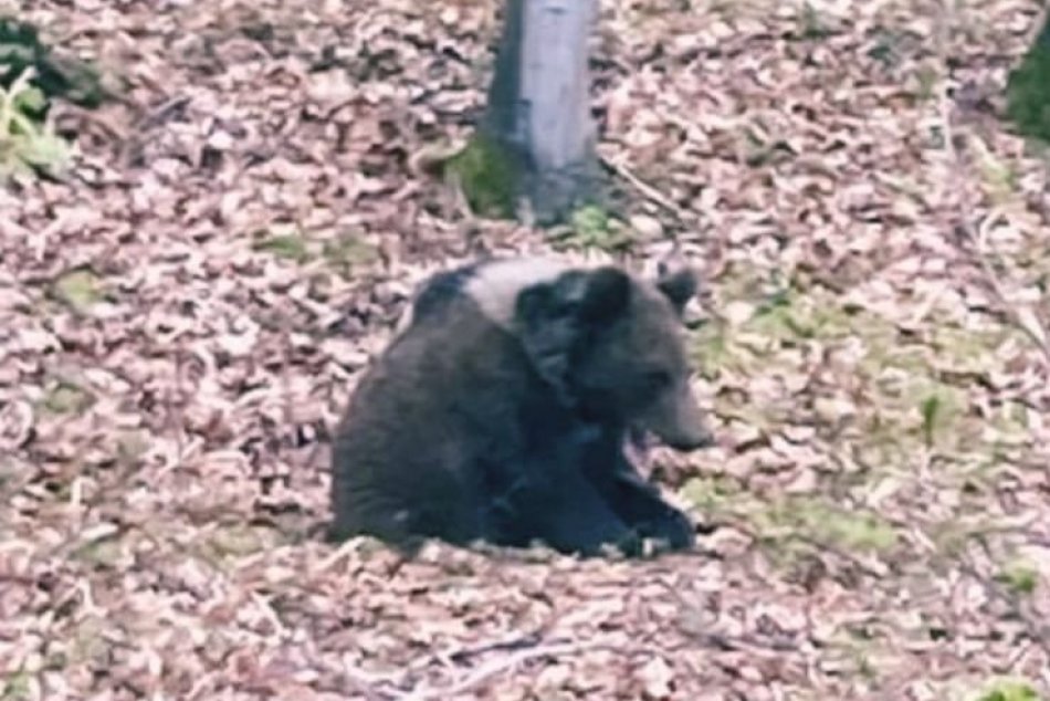 V OBRAZOCH: V blízkosti cesty sa pohybuje medveď