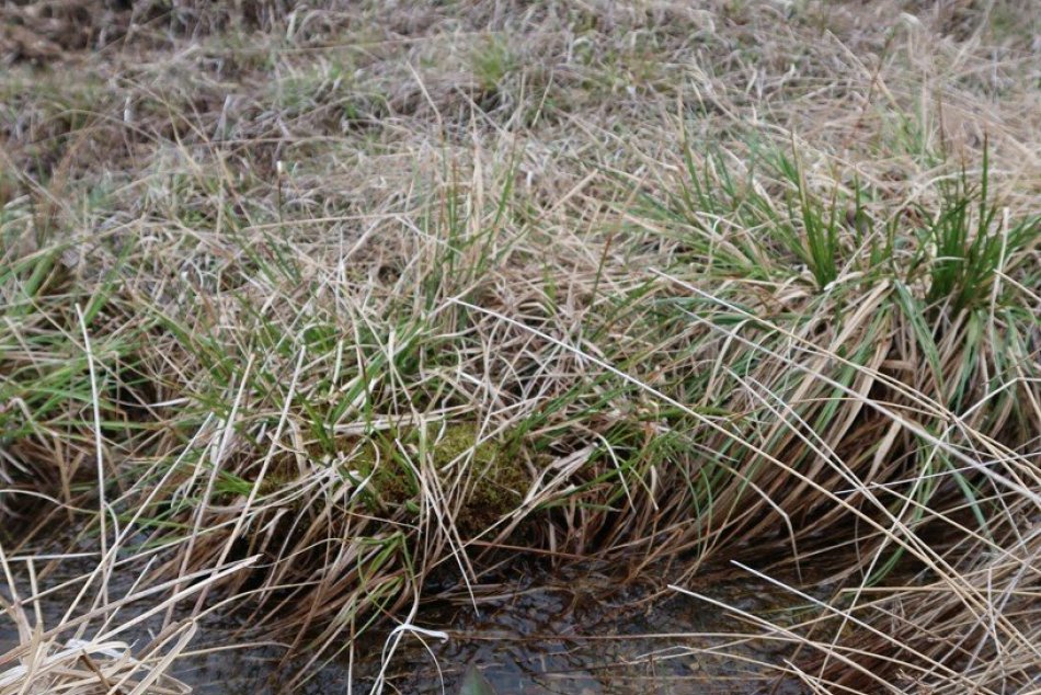 Objektívom: Slatinné lúky pri Poprade chcú zachrániť kosením