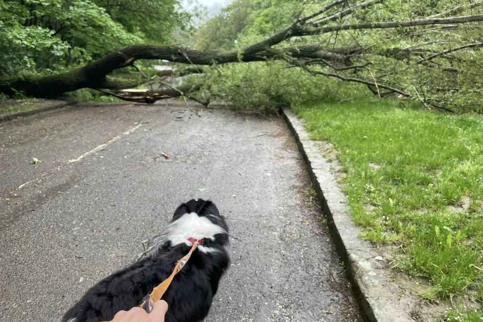 V Bratislave kvôli hustému dažďu padli stromy