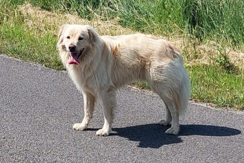 Strateného psa našli o desiatky kilometrov ďalej