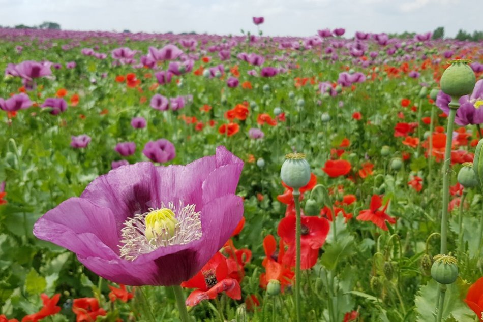 Makové pole v Patinciach je nástrahou pre labute