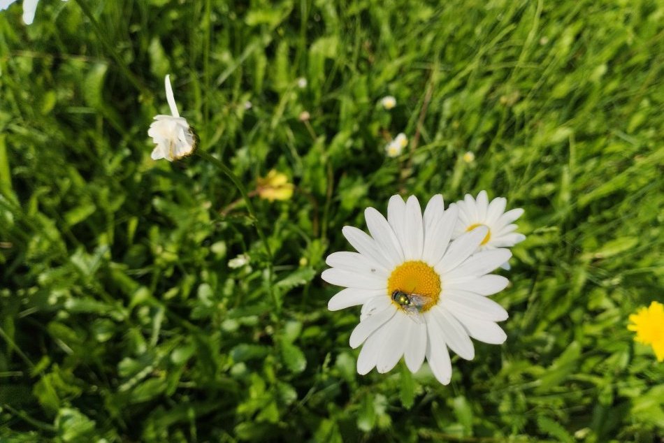 V OBRAZOCH: Mestský park ožil