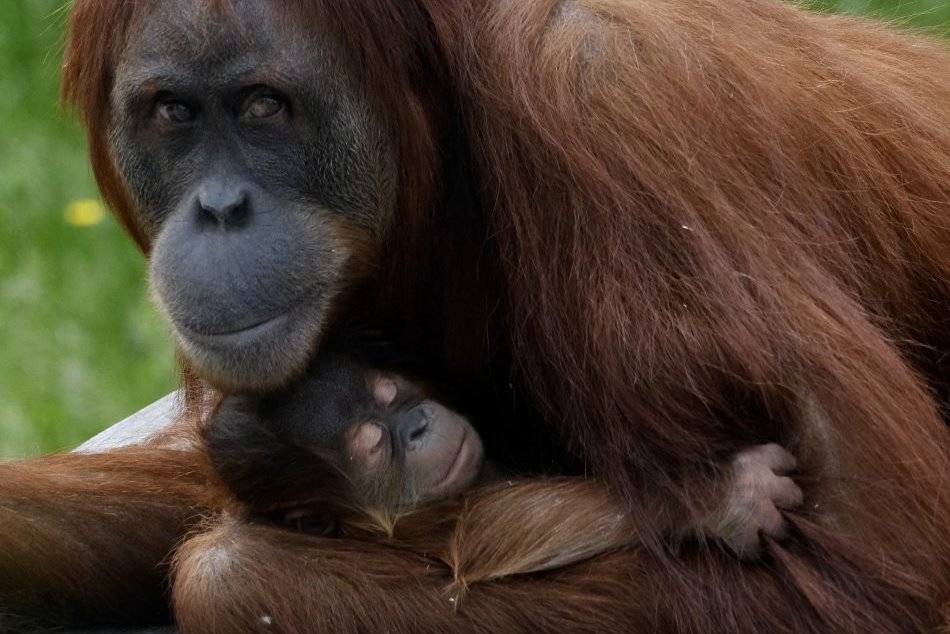 Nové mláďatko v zoo