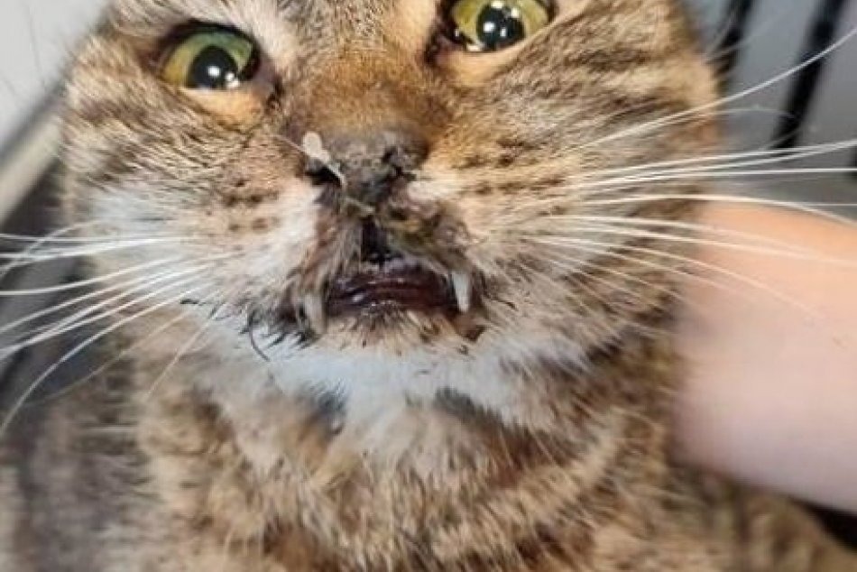 Žena z Bratislavy sa prestala starať o mačky