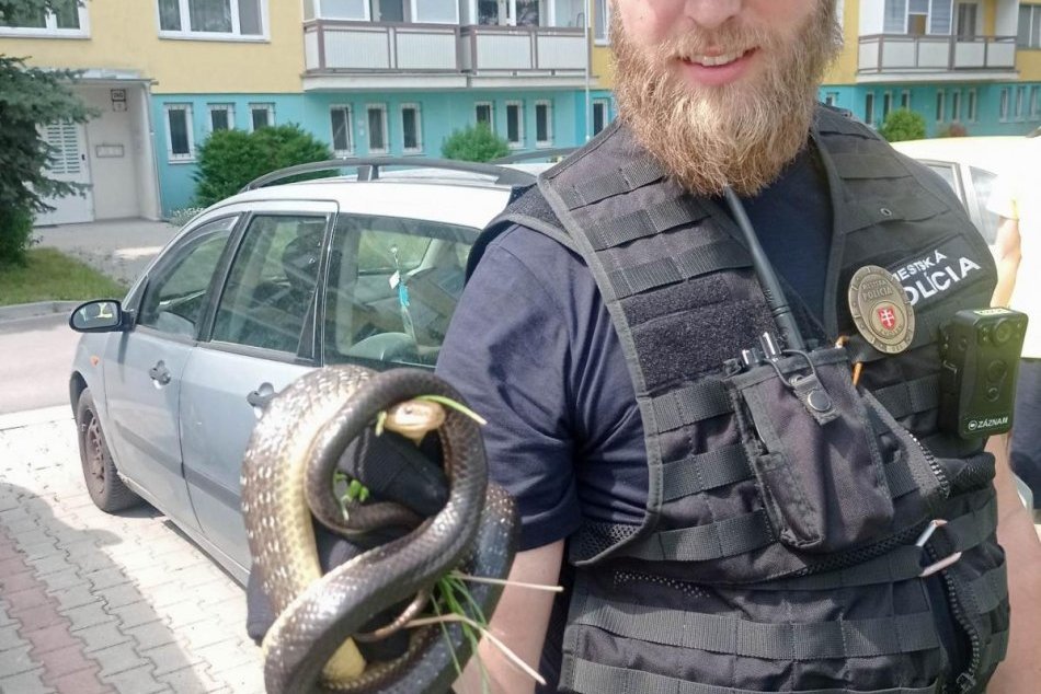 V OBRAZOCH: Zatúlaný had v blízkosti detského ihriska