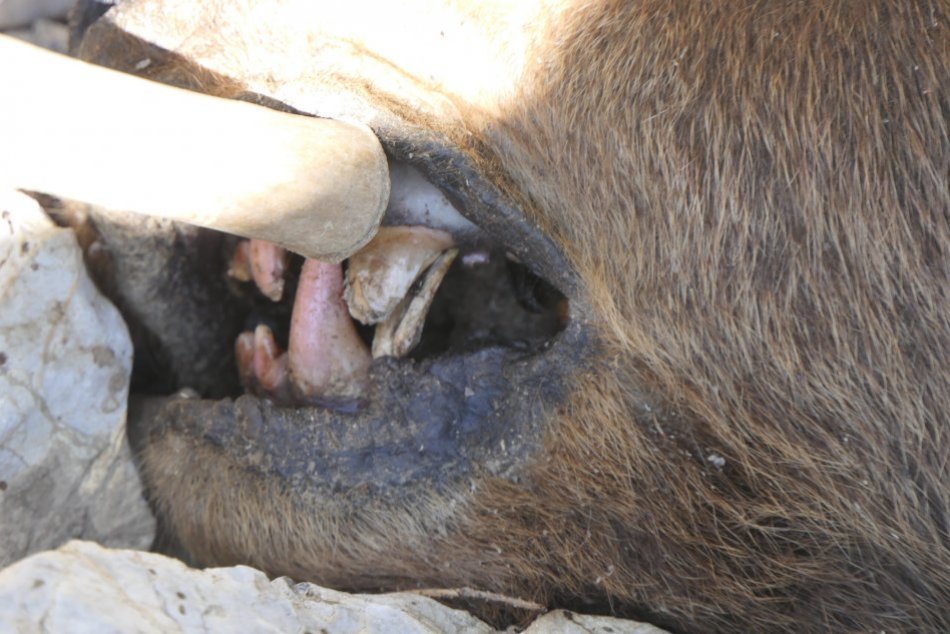 Objektívom: Uhynutá medvedica v Tatrách