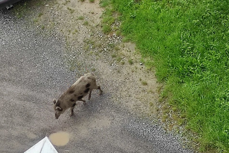 V OBRAZOCH: Diviačia rodinka sa vybrala priamo do Zvolena