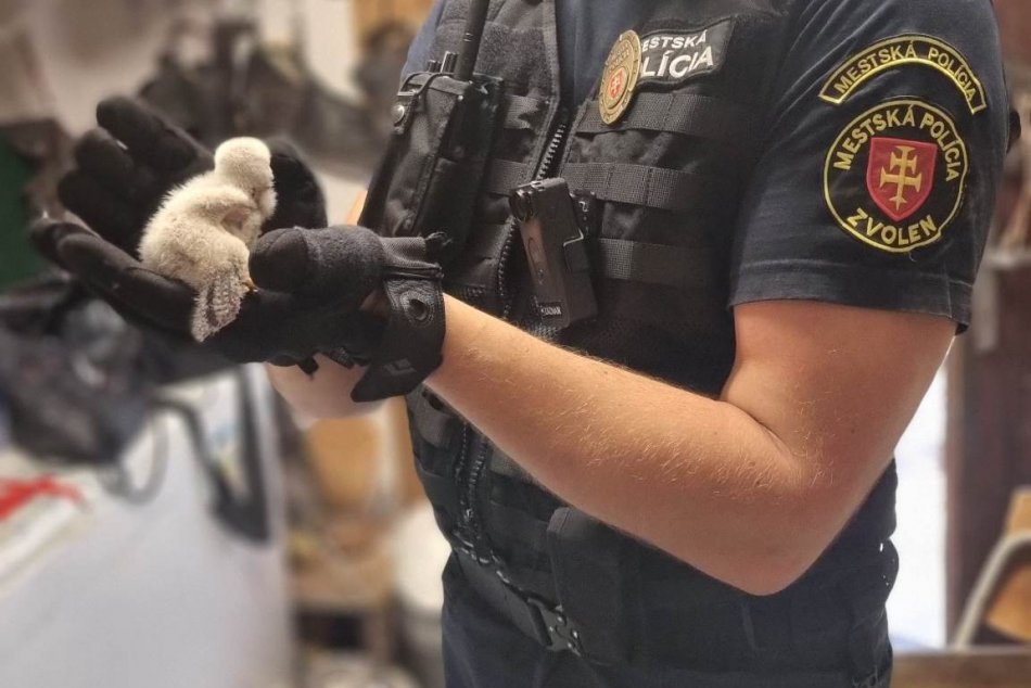 V OBRAZOCH: Záchrana mláďaťa dravého vtáka