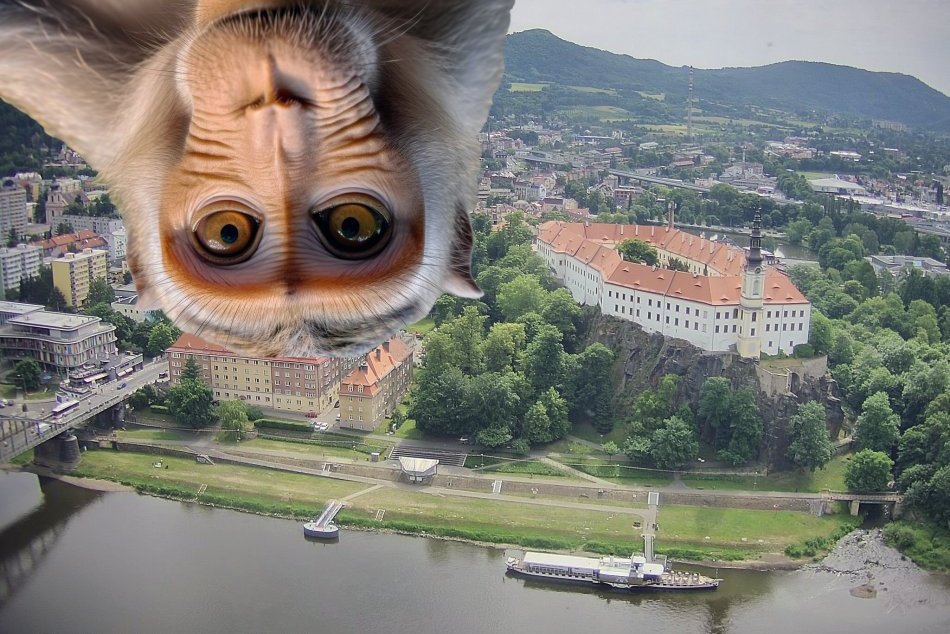 Internet zaplavili vtipy s motívom makakov na úteku