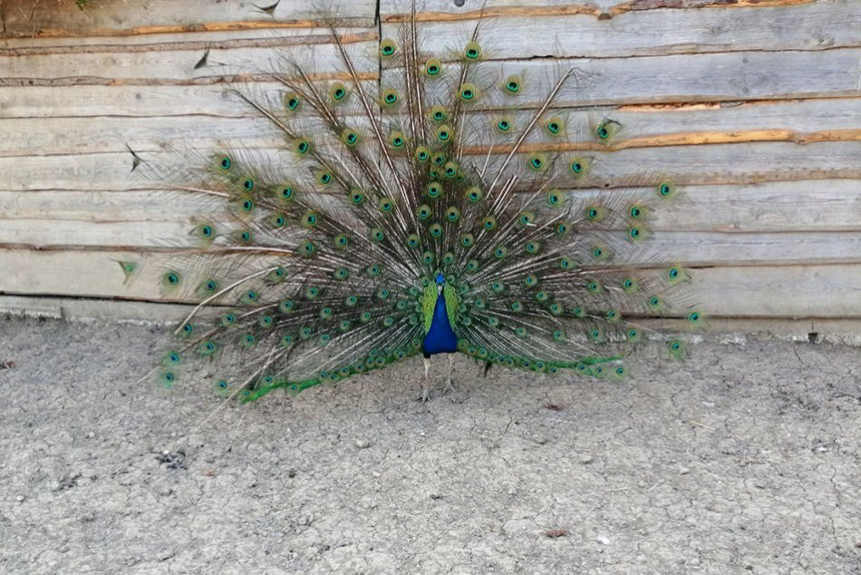 Mini farma u Madu v Dražovciach