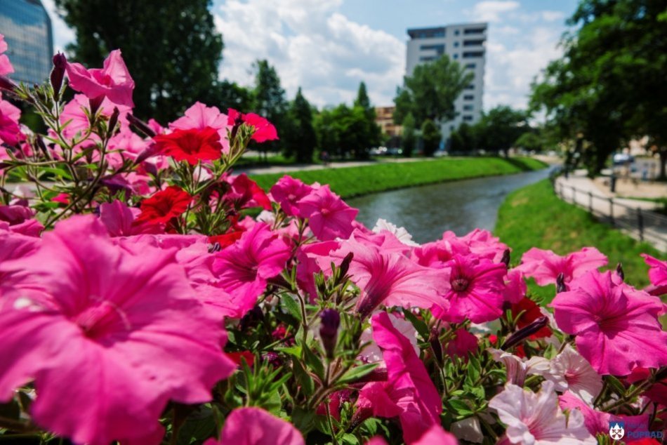 Objektívom: Nádherná kvetinová výzdoba v Poprade 2023