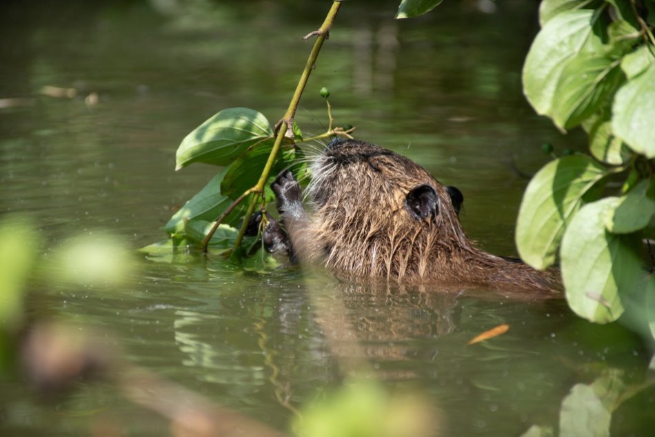 Nový park je pred dokončením: Na hladine Malej Hangócky pribudne plastika RYBY