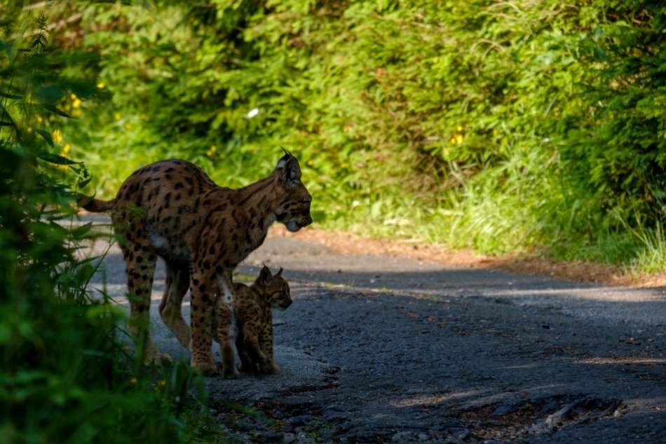 Objektívom: Nádherná Rysia rodinka v Tatrách