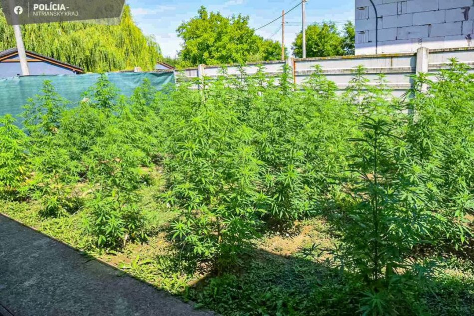 Historický úlovok polície: Počas domovej prehliadky našli záhradu plnú MARIHUANY