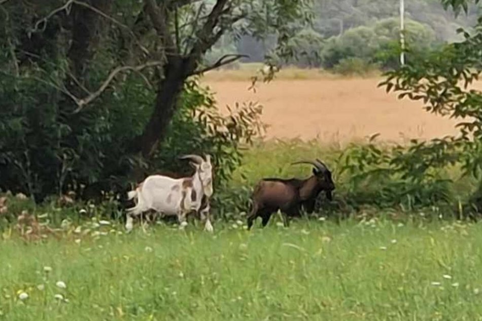 V OBRAZOCH: Na Sliači riešili túlavých capov