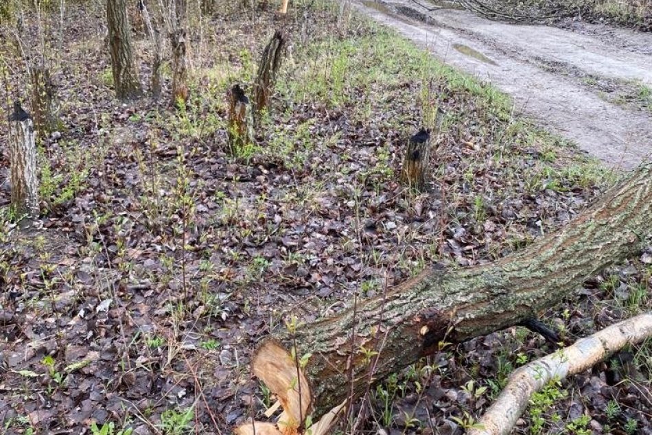 Pri Bratislave niekto vyrúbal desiatky stromov