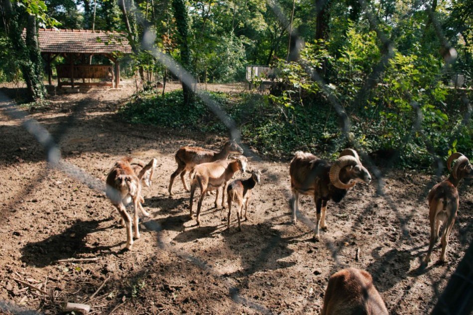 Zvieratá presťahovali do novej zvernice v parku