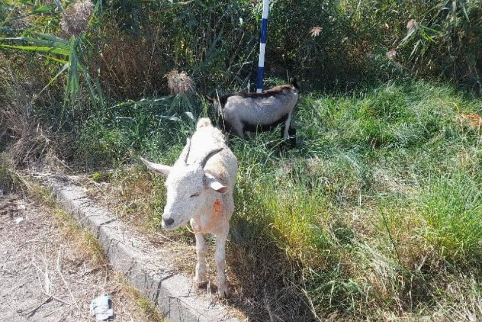 V OBRAZOCH: Mestská polícia hľadá majiteľa kôz