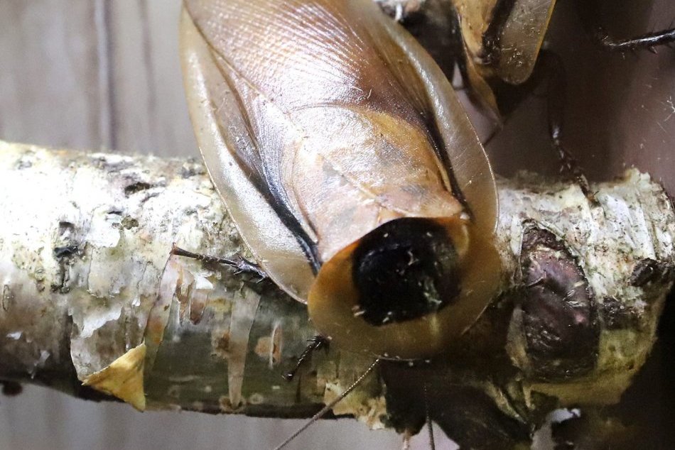 V OBRAZOCH: Výstava Pozoruhodné šváby - nepanikárte v Banskej Bystrici