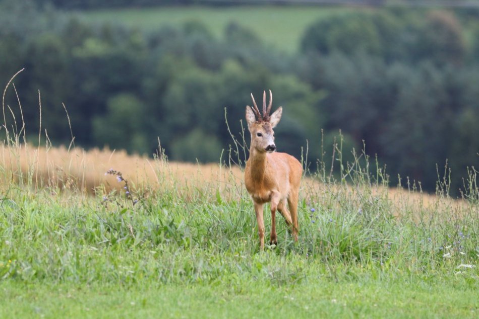 Veľká a Malá zvernica pri Topoľčiankach