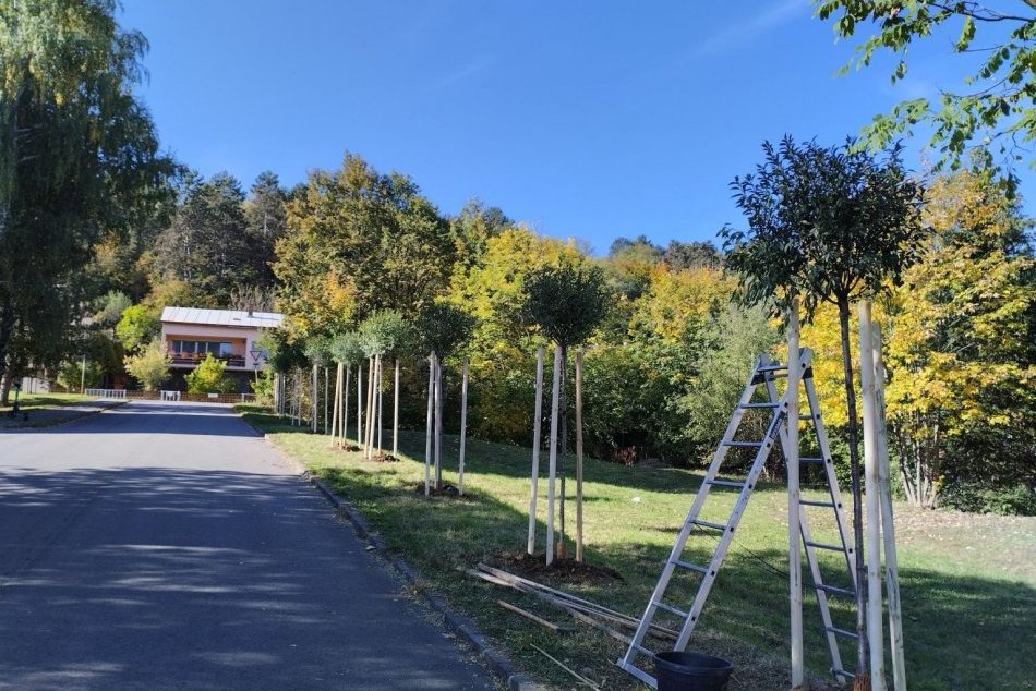V OBRAZOCH: V okolí mládežníckeho štadióna v Radvani vysadili nové dreviny
