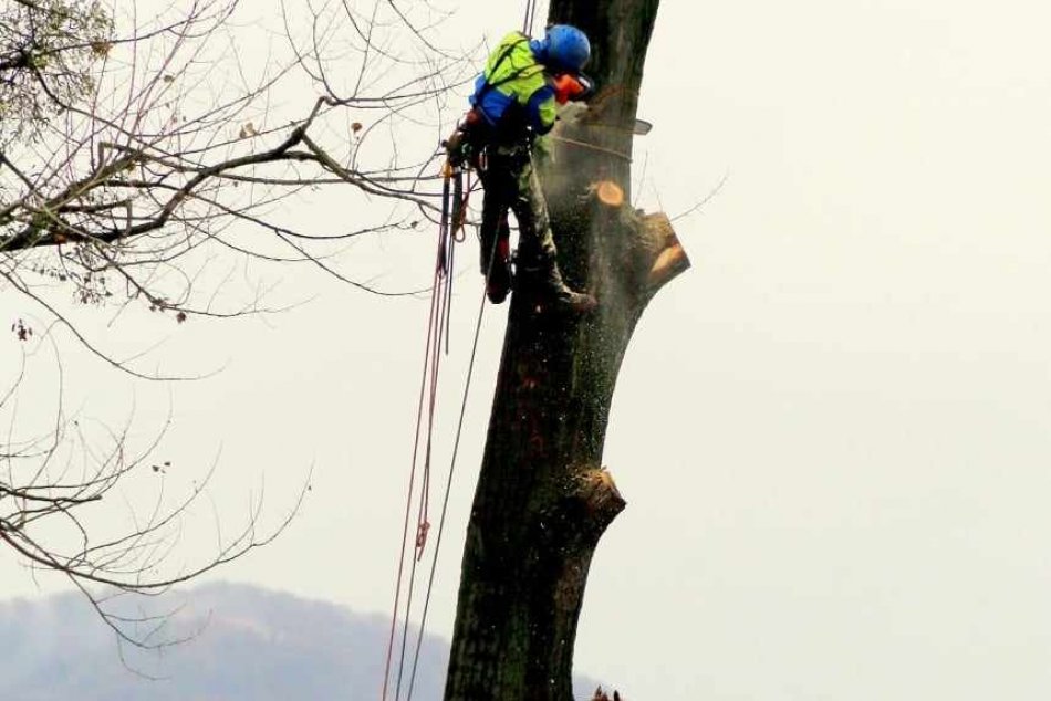 V OBRAZOCH: Staré topole pri Hrone boli vyrúbané
