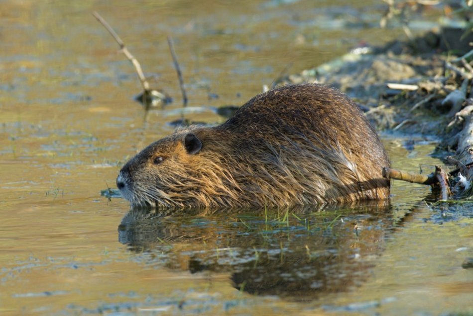 Odchyt nutrií v Nitre