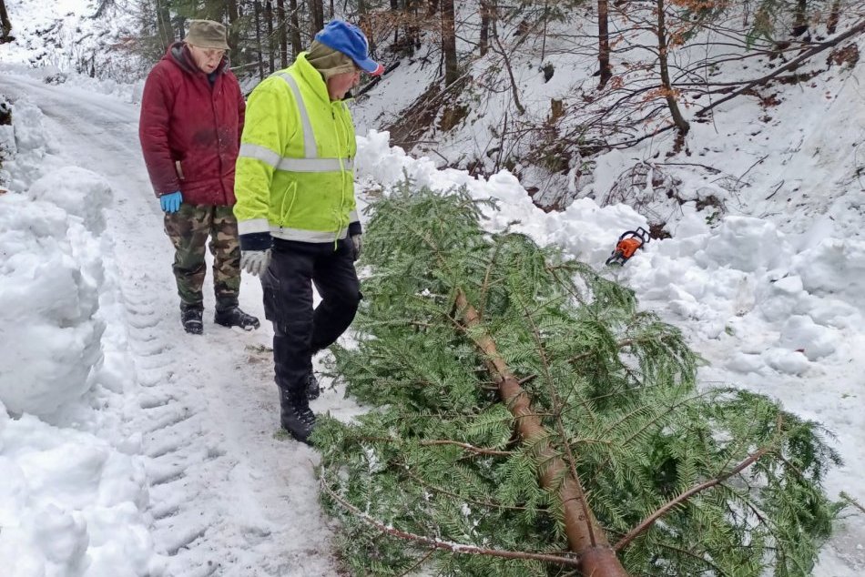 V OBRAZOCH: Mestské lesy zabezpečili vianočné stromčeky