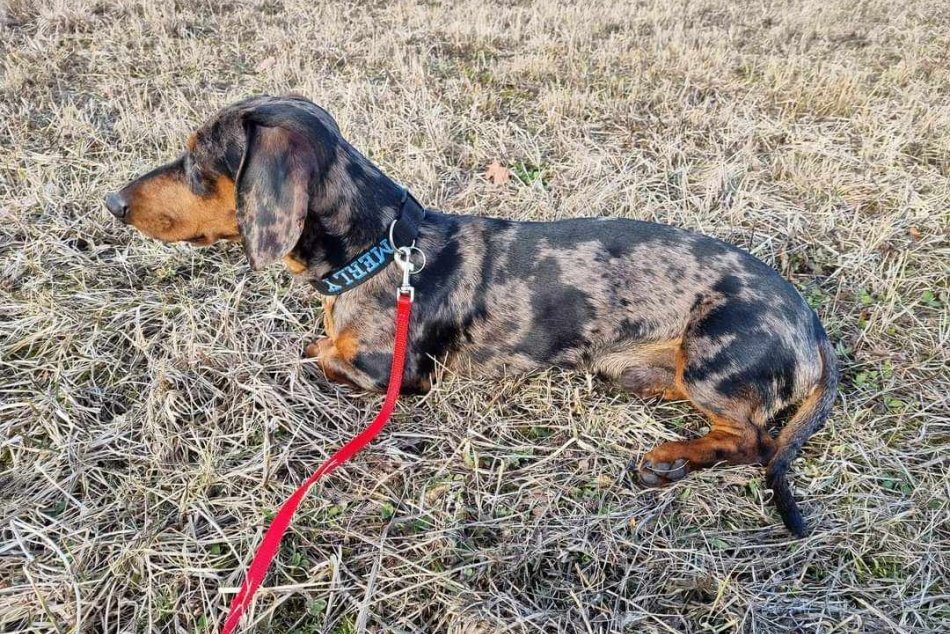 Hľadá sa stratený jazvečík Merly